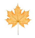 One big yellow maple leaf Royalty Free Stock Photo
