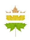 One big yellow maple leaf Royalty Free Stock Photo
