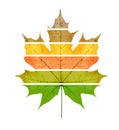 One big yellow maple leaf Royalty Free Stock Photo