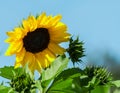 One big yellow sunflower flower growing Royalty Free Stock Photo