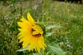 One  big yellow sunflower Royalty Free Stock Photo