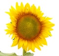 One big yellow sunflower Royalty Free Stock Photo