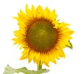 One big yellow sunflower Royalty Free Stock Photo
