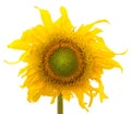 One big yellow sunflower Royalty Free Stock Photo