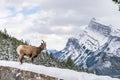 One Bighorn Sheep ewe with radio tracking collar. Banff National Park Royalty Free Stock Photo