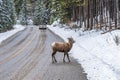 One Bighorn Sheep ewe with radio tracking collar. Banff National Park Royalty Free Stock Photo