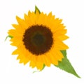 One bight sunflower