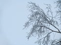 One birch branch consisting of thin stems is covered with hoarfrost against the background of a light winter sky. Lines of tree Royalty Free Stock Photo