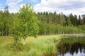 One birch grows on the shore of a lake in a birch grove on a summer day,