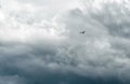 One bird against a stormy sky Royalty Free Stock Photo