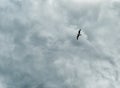 Background  one bird against a stormy sky Royalty Free Stock Photo