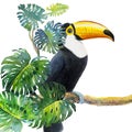 Toucan bird sitting on the branch with monstera.