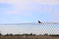 One bird on a fence looking left on a slightly clouded blue sky