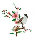 One bird sitting on a branch blossom of cherry Royalty Free Stock Photo