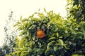 One bitter orange fruit on a tree with white blossoms No people Royalty Free Stock Photo