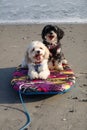 One black and one beige Havanese puppy dogs sitting together on a boogie board surfboard on a wet sand on a beach near the ocean Royalty Free Stock Photo