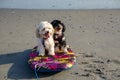 One black and one beige Havanese puppy dogs sitting together on a boogie board surfboard on a wet sand on a beach near the ocean Royalty Free Stock Photo