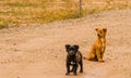 Closeup of two dogs on dirt road