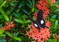 One black butterfly on beatiful exotic flowers
