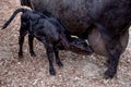 One black calf dring and suckling milk from mother. Herens cattle in Val d`HÃÂ©rens in Switzerland. Royalty Free Stock Photo