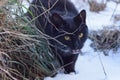 One black cat eats green grass in white snow Royalty Free Stock Photo