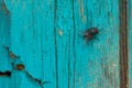 One black common house fly sitting on a weathered wooden background with chipped paint and beautiful texture Royalty Free Stock Photo