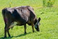 One black cow is eating grass on a green farm field. Cow on a grass meadow in summer. Black cow on green grass field Royalty Free Stock Photo
