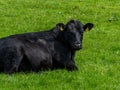 One black cow is lying on the green grass. Portrait of a cow. Black cow on green grass field Royalty Free Stock Photo