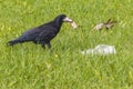 One black crow found food in the meadow