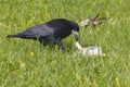 One black crow found food in a plastic bag in the meadow