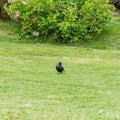 One black crow on a green lawn. Black bird on green grass field