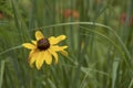 One Black-eyed Susan-Rudbeckia hirta-yellow wildflower against blurred green with hints of colored flowers behind - background - Royalty Free Stock Photo