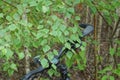 one black gray steering wheel on a sports bike stands on the street in nature among the branches