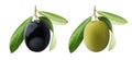 One black and green olives with leaves isolated on white background Royalty Free Stock Photo