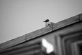 One black-headed Gull on a roof Royalty Free Stock Photo