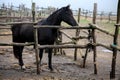 One black horse profile in open air stall in foggy morning . Mall stand behind log fence of stable in farm. Freedom