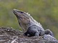 Black iguana, Ctenosaura similis, is a massive lizard, residing mostly on the ground, Belize Royalty Free Stock Photo