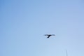 One black kite as a bird