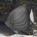 Grey large tropical fish edit