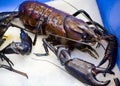 One black lobster in a blue basket at a fish market.