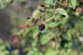 One black and a lot red blackberry Royalty Free Stock Photo