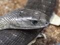 Black mamba, Dendroaspis polylepis, the dreaded dangerous venomous snake Royalty Free Stock Photo