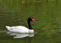 Black necked swan swimming in a pond Royalty Free Stock Photo