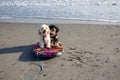 One black and one beige Havanese puppy dogs sitting together on a boogie board surfboard on a wet sand on a beach near the ocean Royalty Free Stock Photo