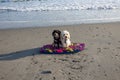 One black and one beige Havanese puppy dogs sitting together on a boogie board surfboard on a wet sand on a beach near the ocean Royalty Free Stock Photo