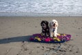 One black and one beige Havanese puppy dogs sitting together on a boogie board surfboard on a wet sand on a beach near the ocean Royalty Free Stock Photo