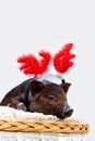 Pig piglet little black basket wicker cute Vietnamese breed new year happy Christmas tree horns deer decorations garland gift marb