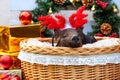 Pig piglet little black basket wicker cute Vietnamese breed new year happy Christmas tree horns deer decorations garland gift marb Royalty Free Stock Photo