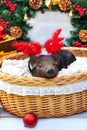 Pig piglet little black basket wicker cute Vietnamese breed new year happy Christmas tree horns deer decorations garland gift marb Royalty Free Stock Photo