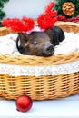 Pig piglet little black basket wicker cute Vietnamese breed new year happy Christmas tree horns deer decorations garland gift marb Royalty Free Stock Photo